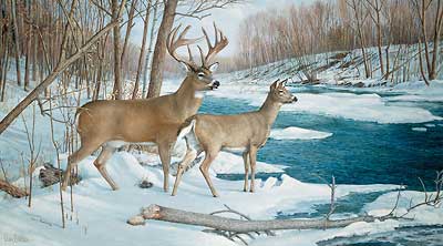 Ron Van Gilder The Jordan Buck S/N Deer Art Print