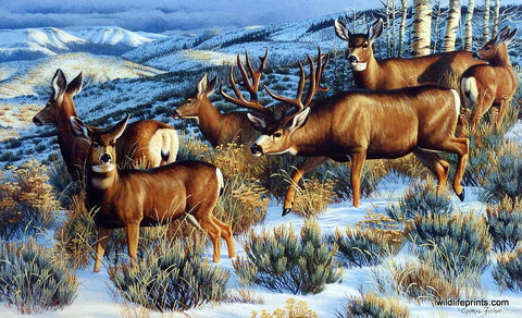 Cynthie Fisher Whitetail Deer Picture LADIES MAN 