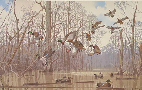 Lee LeBlanc Signed/Numbered Mallard Art Print Cache River Memory (24.75"x16")