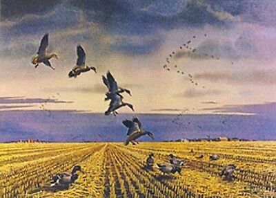 LES KOUBA A/P MALLARDS ALA BARLEY Art Print 24 x 18