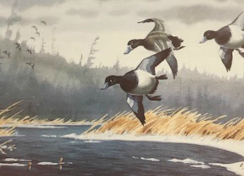 Les Kouba Bluebill Print