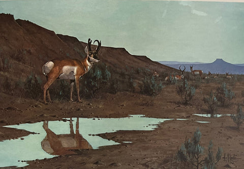 Les Kouba Pronhorns at Water Hole S/N Art Print 24 x 18