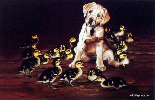 Linda Budge Calling All Ducks