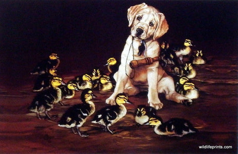 Linda Budge Calling All Ducks