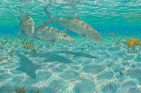 Mark Susinno Ghosts-Bonefish S/N Art Print