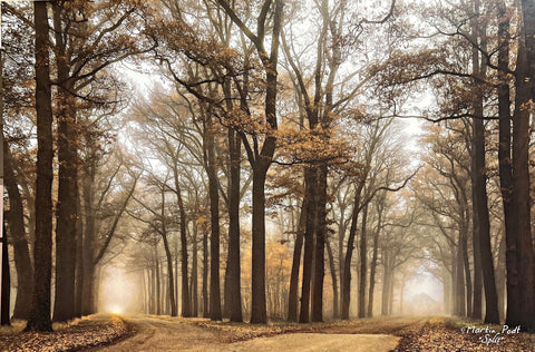 Martin Podt Split Forrest Tree Which road to take (18x12)