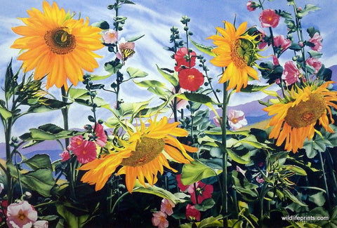 Mary Weinstein Sunsation