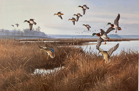 Maynard Reece Stoney Lake Mallards S/N Duck Art 19 x 12.5 Print