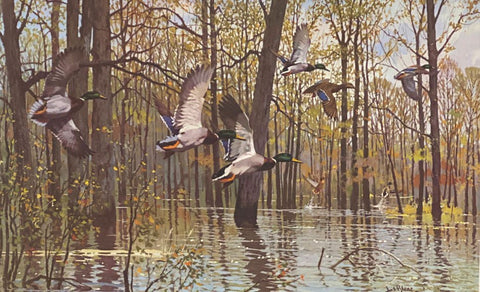 McCollum's Flooded Timber  by Lee LeBlanc  S/N Art Print  24 x 15