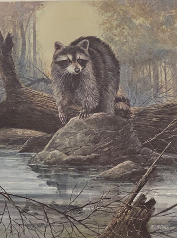 McDonald, Evening Intruder Racoon S/N Art Print 12 x 16