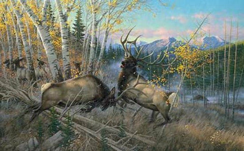 Michael Sieve Battling Bulls- Elk
