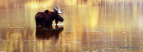 Claude Steelman Moose in Lake Picture