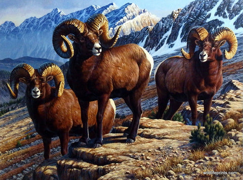 Cynthie Fisher Mountain Sheep Picture MOUNTAIN MONARCHS