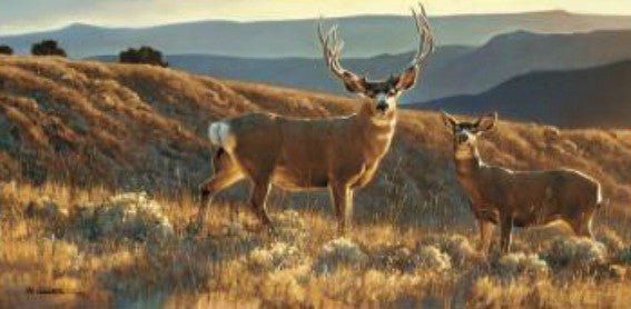 Nancy Glazier A Moment in Time S/N Mule Deer Print