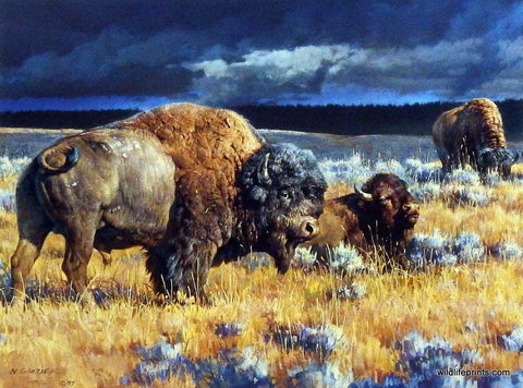 Nancy Glazier Restless