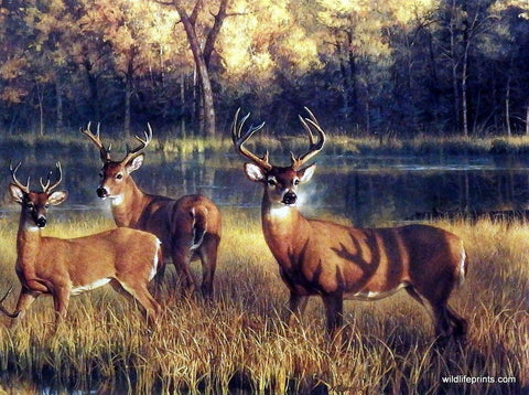 Nancy Glazier Shadow Time