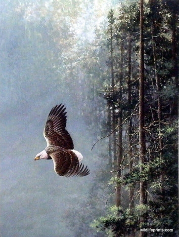 Les Didier On Silent Wing