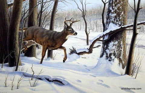 Paul Krapf Breaking Cover