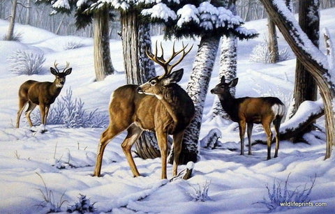 Paul Krapf Not This Year