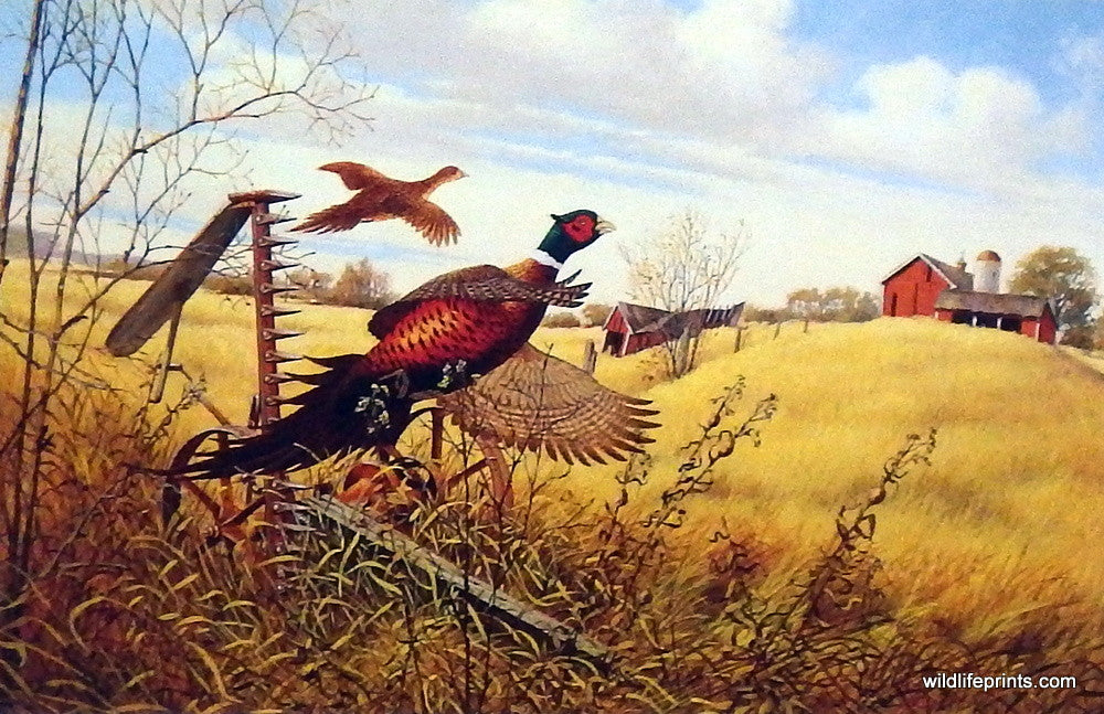 Art print of a farm with pheasants in the field