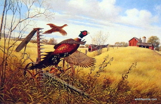 Art print of a farm with pheasants in the field
