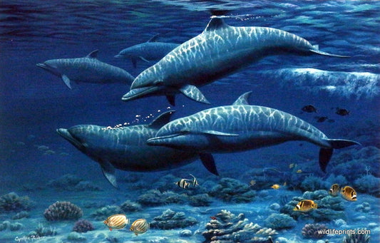 Cynthie Fisher Dolphin Picture PLAYFUL VISITORS