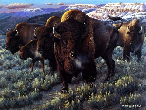 Cynthie Fisher Bison Buffalo Picture PRAIRIE THUNDER
