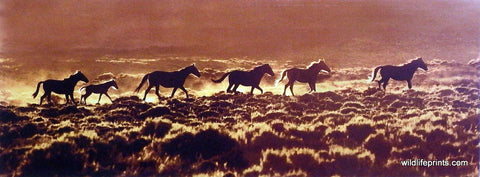 Claude Steelman Picture of Wild Horse Mustangs