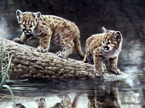 Charles Frace Cougar cub or kitten print