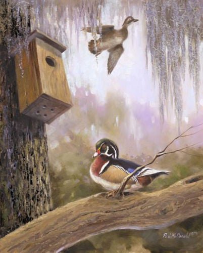 R.J. Mcdonald Low Country Woodies Print