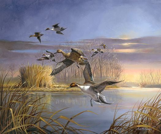 R.J. McDonald Pintail Magic Duck Print