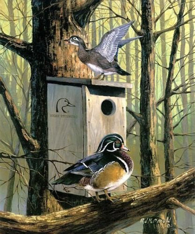 R.J.McDonald Room with a View Wood Duck Print