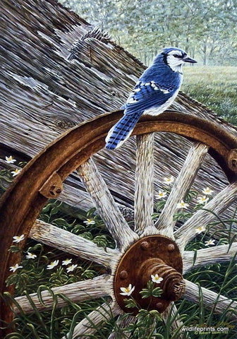 Robert Sissel Blue Jay & Wild Flowers