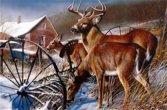 Kevin Daniel Snow Drifters Deer Buck Art Print 16 x 12 | WildlifePrints.com