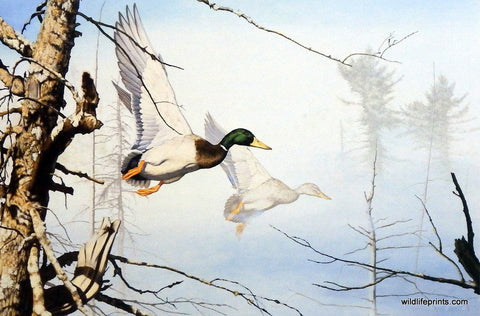 Brian Jarvi mallard duck painting SETTLIN' IN