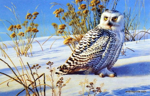 Cynthie Fisher Birds of Prey Picture SNOWY OWL