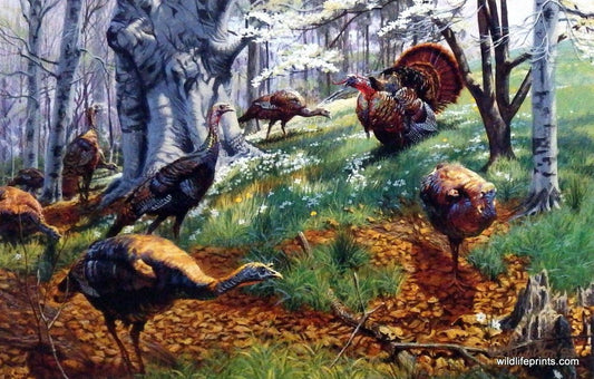 Taylor Oughton Spring Turkeys