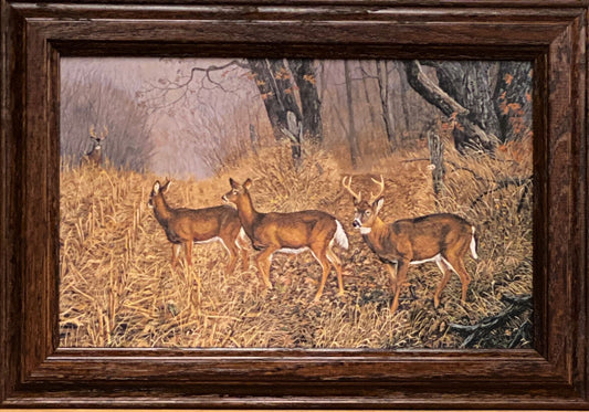 Terry Doughty New Arrival Deer Art Print-Framed Decorator 14.5 x 10