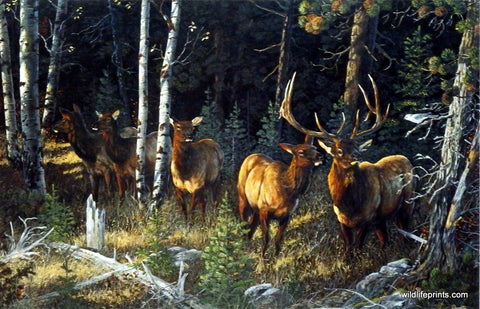 Terry Doughty Wilderness Whispers