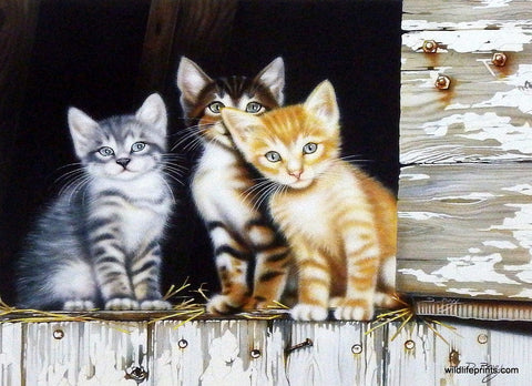 Deb Bovy Three Amigos