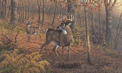 Michael Sieve Fall Rut  Deer S/N Print